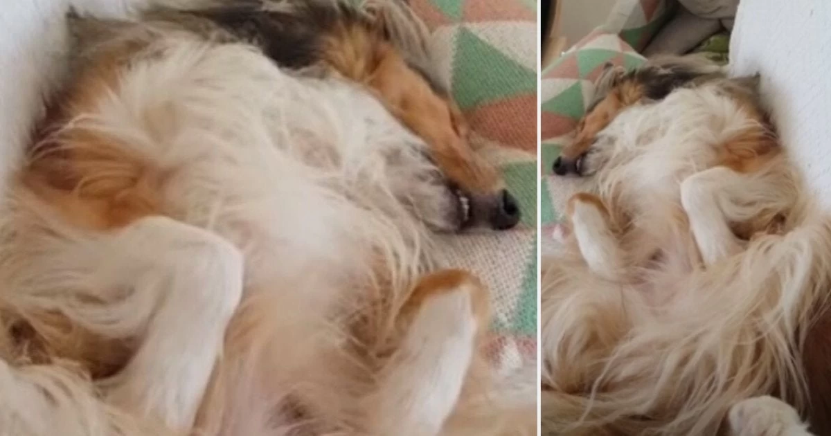 Σκύλος κοιμάται και… τραγουδάει στον ύπνο του! (βίντεο)